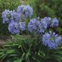 Agapanthus Valencia Lily of the Nile