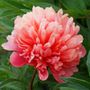 Paeonia Lorelei Peony
