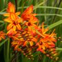 Crocosmia Firestarter Falling Stars