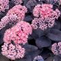 Sedum Mojave Jewels&trade; Sapphire Stonecrop