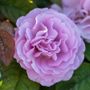 Blushing Lavender 36-Inch Tree Rose