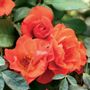 Mandarin Sunset Floribunda Rose
