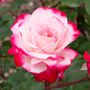 Candy Cane Cocktail&trade; Floribunda Rose