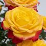 Sunblaze&reg; Rainbow Miniature Rose