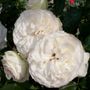 Eden Climber&reg; White Climbing Rose