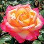 Enchanted Peace&trade; Hybrid Tea Rose
