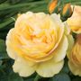 Julia Child Floribunda Rose