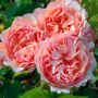 Princesse Charlene de Monaco&reg; Hybrid Tea Rose
