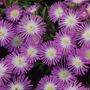 Delosperma Wheels of Wonder&trade; Violet Wonder Iceplant