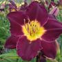 Hemerocallis Bela Lugosi Daylily