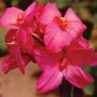 Canna Pink Futurity Canna Lily Bulbs