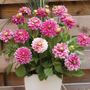 Dahlia Go Go Two Tone Bulbs