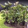 Colocasia Tea Cup Elephant Ear Bulb