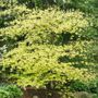 Fothergilla Legend Of The Fall&reg; Bottlebrush