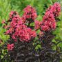 Lagerstroemia Center Stage&reg; Coral Crapemyrtle