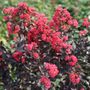 Lagerstroemia Center Stage&reg; Pink Crapemyrtle