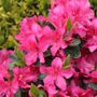Rhododendron Perfecto Mundo&reg; Double Dark Pink Azalea