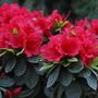 Rhododendron Perfecto Mundo&reg; Red Azalea
