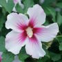 Hibiscus Paraplu Pink Ink&reg; Rose of Sharon