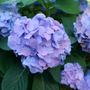 Hydrangea Lets Dance Sky View&reg; Bigleaf Hydrangea
