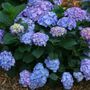 Hydrangea Lets Dance&reg; Blue Jangles&reg; Bigleaf Hydrangea