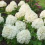 Hydrangea Puffer Fish&reg; Panicle Hydrangea