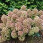 Hydrangea Tiny Quick Fire&reg; Panicle Hydrangea
