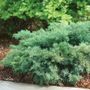 Juniperus Montana Moss&reg; Juniper