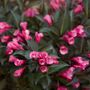 Weigela Midnight Wine Shine&reg;