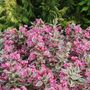 Weigela My Monet Purple Effect&reg;