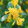 Cestrum Juiced&trade; Orange Jessamine