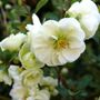 Chaenomeles Double Take Eternal White&trade; Quince