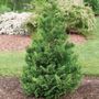 Chamaecyparis Cedar Rapids&trade; False Cypress