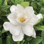 Gardenia Pillow Talk&reg;