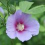 Hibiscus Paraplu Adorned&trade; Rose of Sharon