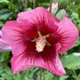 Hibiscus Red Pillar&trade; Rose of Sharon