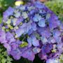 Hydrangea Lets Dance Lovable&trade; Bigleaf Hydrangea