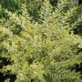 Ligustrum Good Vibrations&reg; Privet