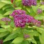 Spiraea Double Play&reg; Dolly&trade; Spirea
