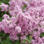 Syringa Bloomerang&reg; Purpink&trade; Lilac