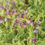Weigela Bubbly Wine&trade;
