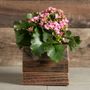 Pink Kalanchoe Plant