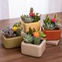 Gobi Cactus Garden
