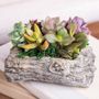 Concrete Log Succulent Garden