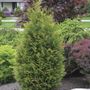 Thuja Junior Giant Arborvitae