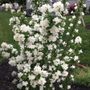 Philadelphus Pearls of Perfume Mock Orange