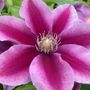 Clematis Boulevard&reg; Poseidon&trade;