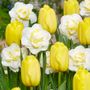 Tulipa & Narcissus Yellow Mellow Blend Bulbs