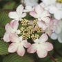 Viburnum Kilamandjaro&reg; Sunrise Snowball Bush