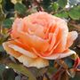 Tangerine Flames Climbing Rose